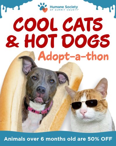 HSSC - Cool Cats and Hot Dogs